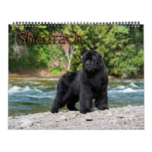 Calendario Año de Newfoundlands del oso de Notta de Shadrach