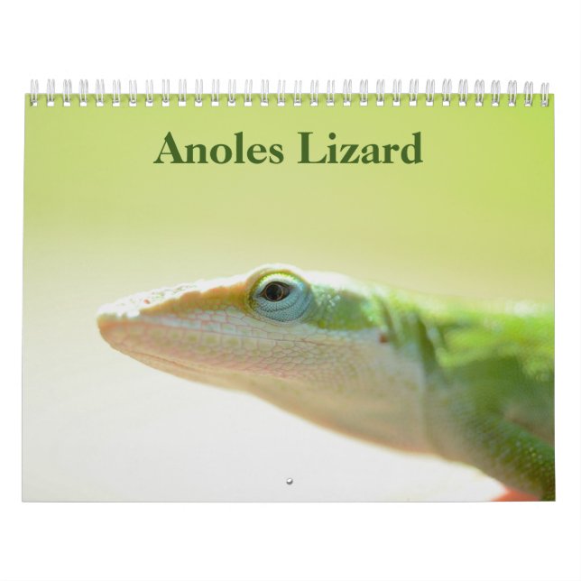Calendario Anoles Lizard Calendar 2025 (Tapa)