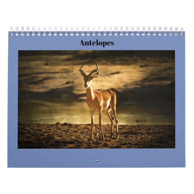 Calendario Antílopes (Tapa)