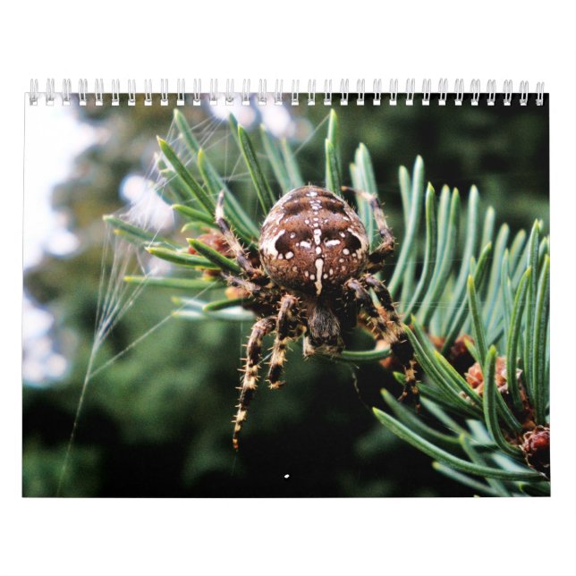 Calendario Arachnida (Tapa)