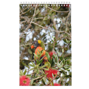 CALENDARIO ARCO IRIS LORIKEET QUEENSLAND RURAL AUSTRALIA