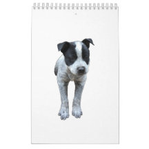 Calendario australiano del perro del ganado