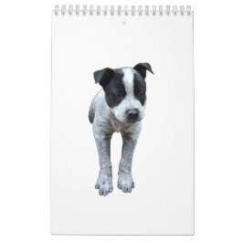 Calendario australiano del perro del ganado