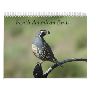 Calendario - Aves de América del Norte