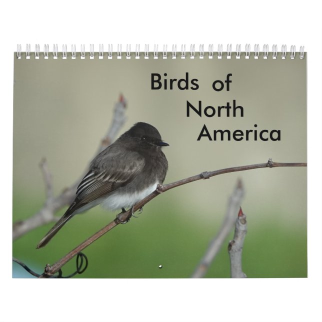Calendario Aves de América del Norte 2011 (Tapa)