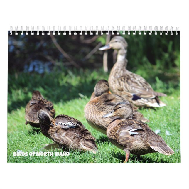 Calendario Aves del Norte de Idaho (Tapa)