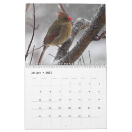 Calendario Aves del patio trasero