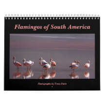Aves salvajes de Flamingo en Sudamérica