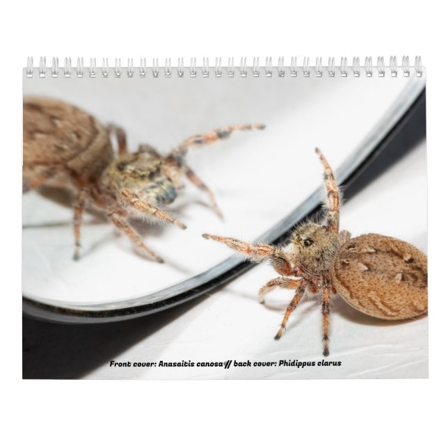 Calendario Awwsomest Jumping Spiders (Reverso)