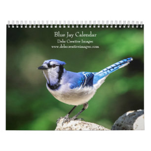 Calendario Azulejos de 2027   Fotografía de Aves de Jardín