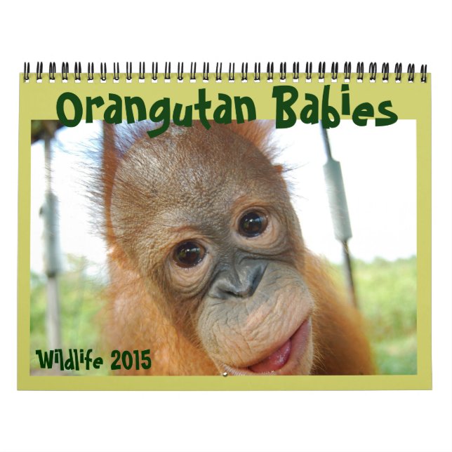 Calendario Babies de Orangutan (Tapa)