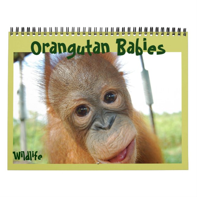 Calendario Babies de Orangutan (Tapa)