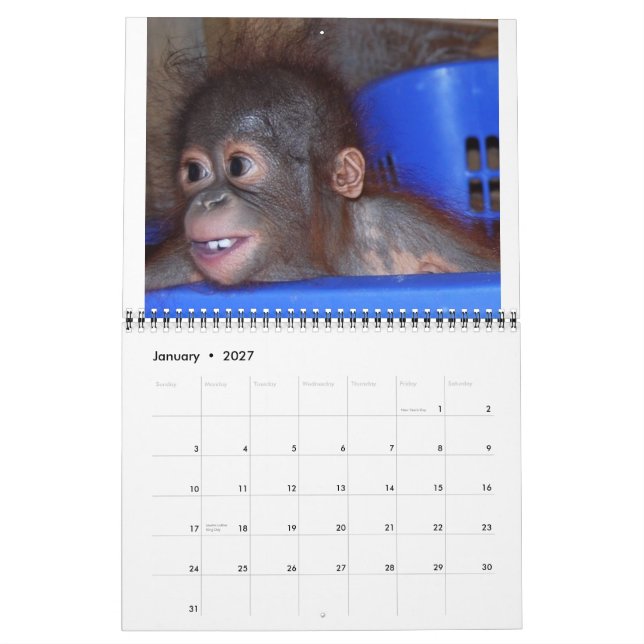 Calendario Babies de Orangutan (Jan 2027)