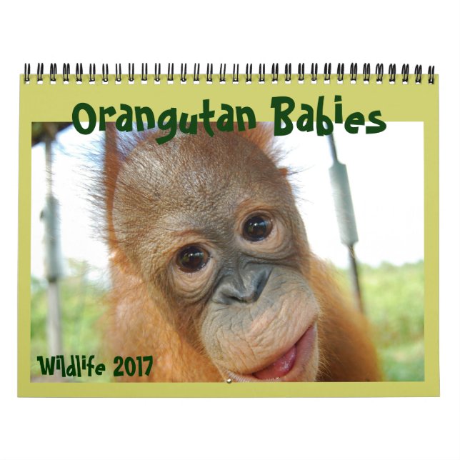 Calendario Babies de Orangutan (Tapa)
