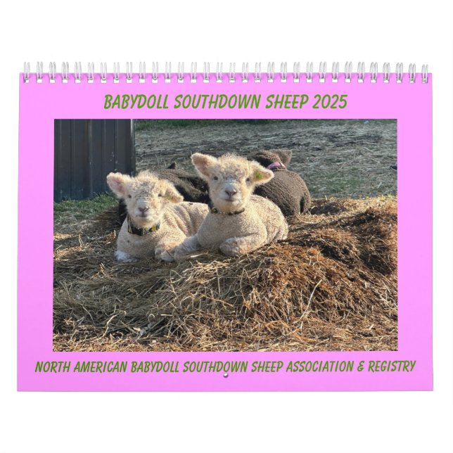Calendario Babydoll Southdown Sheep 2025 (Tapa)