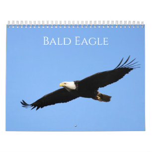 Calendario Bald Eagle