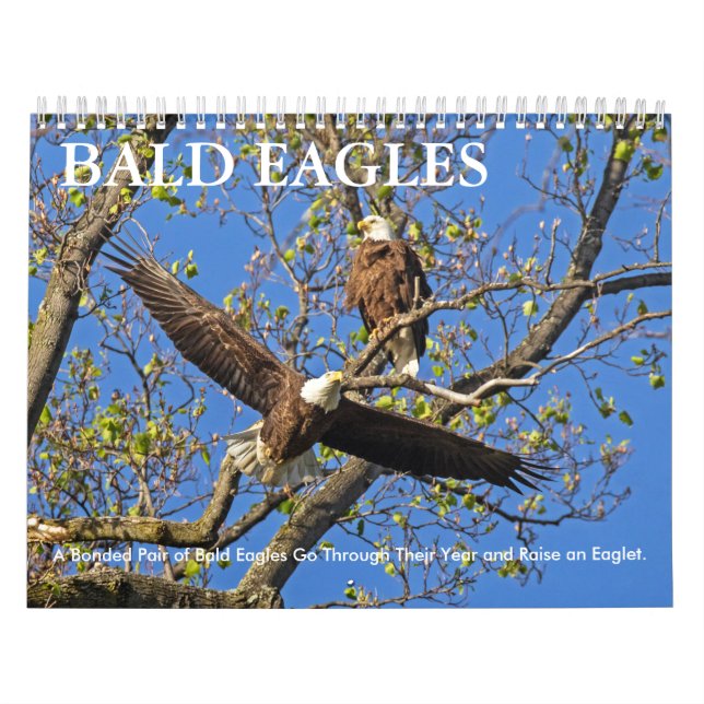 CALENDARIO BALD EAGLE LIFE (Tapa)