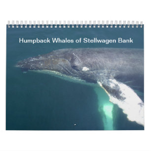 Calendario Ballenas jorobadas del banco de Stellwagen
