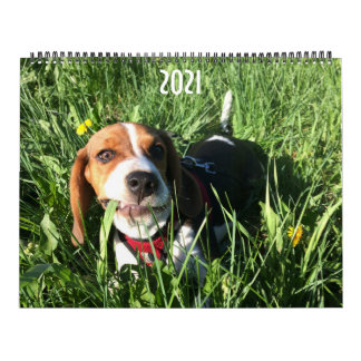 Calendario Beagle 2021