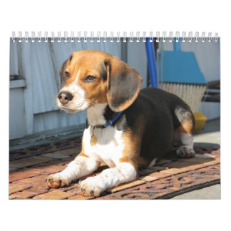 Calendario Beagle Calander