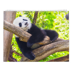Calendario Bebés de la panda gigante
