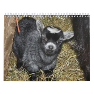 Calendario Bebés enanos de la cabra