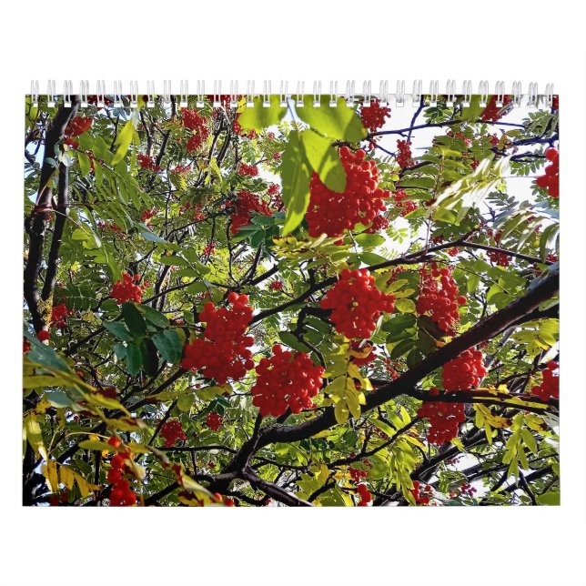 Calendario Berries (Tapa)