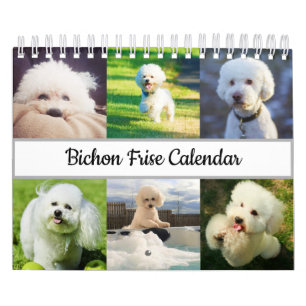 Calendario Bichon Frise 2022