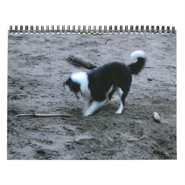 Calendario Borderes collies a montones (Tapa)
