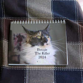 Calendario Bougie Dilute Calico Maine Coon Cat