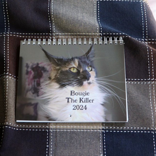 Calendario Bougie Dilute Calico Maine Coon Cat (Subido por el creador)