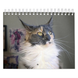 Calendario Bougie Dilute Calico Maine Coon Cat