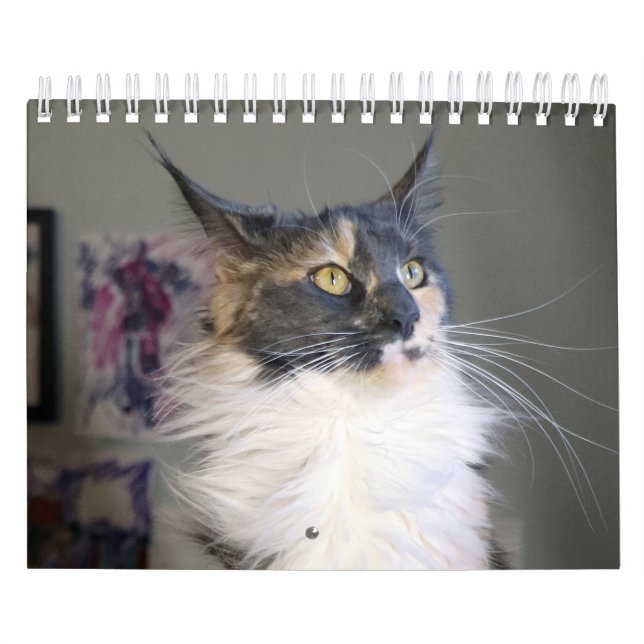 Calendario Bougie Dilute Calico Maine Coon Cat (Tapa)