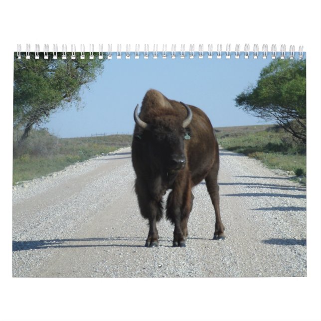 Calendario ¡Buffaloed! (Tapa)