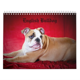 Calendario Bulldog inglés