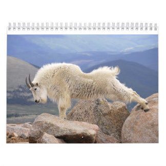 Calendario Cabras del Mt en Mt Evans, Colorado
