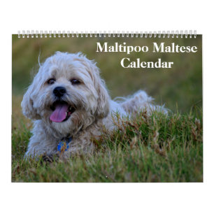 Calendario Cachorro Maltipoo Maltés 2027