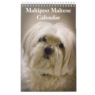 Calendario Cachorro Maltipoo Maltés 2027