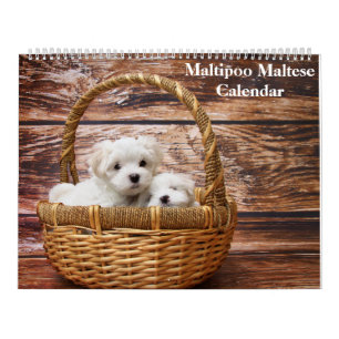 Calendario Cachorro Maltipoo Maltés 2027
