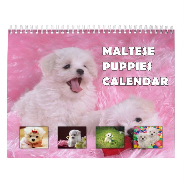Calendario Cachorros de Malta (Tapa)