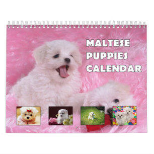 Calendario Cachorros de Malta