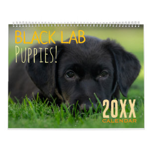 Calendario Cachorros Labradores Negros Perro Labrador