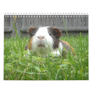 Calendario Calander del conejillo de Indias