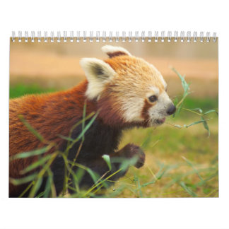 Calendario Calandrias 20 del animal