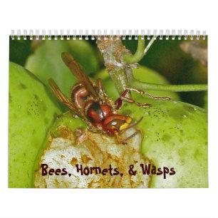 Calendario Calendario: abejas, avispones y avispas