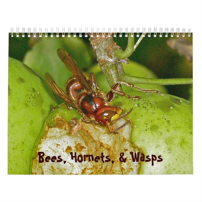 Calendario Calendario: abejas, avispones y avispas (Tapa)