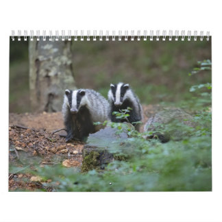 Calendario Calendrier Blaireaux Calendar Badgers Forêt Forest