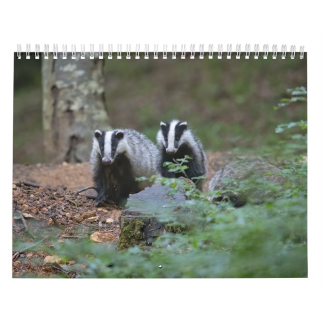 Calendario Calendrier Blaireaux Calendar Badgers Forêt Forest (Tapa)