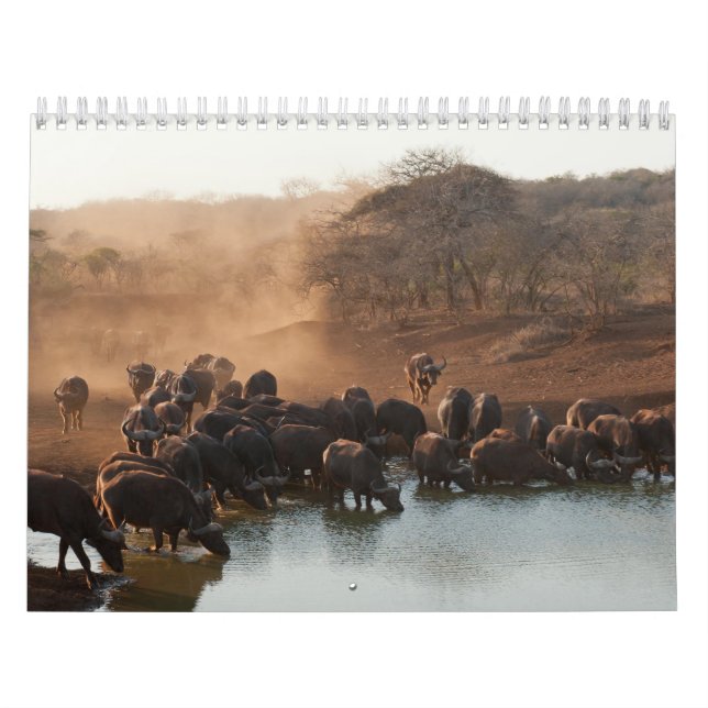 Calendario Calendrier Buffle Calendar Buffalo Animal (Tapa)