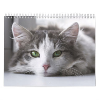 Calendario Calendrier Chat 